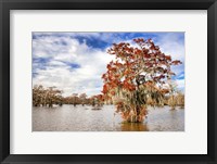 Framed Fall in the Swamp