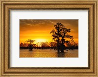 Framed Louisiana Gold