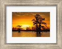 Framed Louisiana Gold
