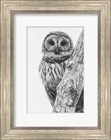 Framed Barred Owl in Contrast