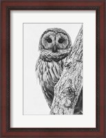 Framed Barred Owl in Contrast
