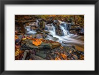 Framed Fallen Leaf in Ricketts Glen