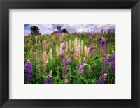 Framed Spring Blooms in Maine