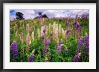 Framed Spring Blooms in Maine