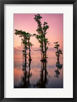 Framed Pink Twilight on Lake Maurepas