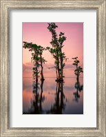 Framed Pink Twilight on Lake Maurepas