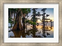 Framed Dawn in the Swamp