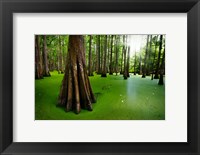 Framed Cypresses on Chicot Lake