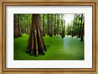 Framed Cypresses on Chicot Lake