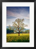 Framed Spring Glow in Cades Cove