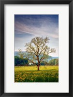 Framed Spring Glow in Cades Cove
