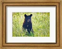 Framed Black Bear Cub In the Sun