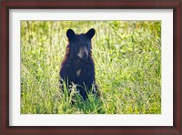 Framed Black Bear Cub In the Sun