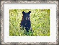 Framed Black Bear Cub In the Sun