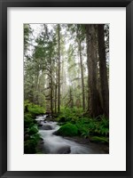 Framed Woodland Cascades