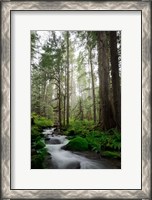 Framed Woodland Cascades