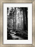Framed Woodland Cascades B&W