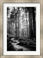 Framed Woodland Cascades B&W