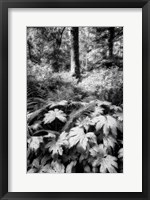 Framed Old Growth Forest
