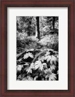 Framed Old Growth Forest
