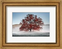 Framed Red Oak in the Mist