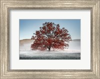 Framed Red Oak in the Mist