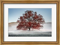 Framed Red Oak in the Mist