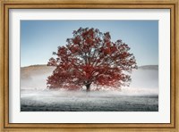 Framed Red Oak in the Mist