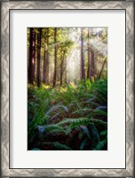Framed Oregon Redwoods