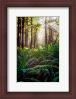 Framed Oregon Redwoods