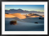 Framed Mesquite Dunes