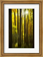 Framed Autumn Forest Dream