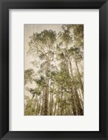 Framed Towering Aspens 2