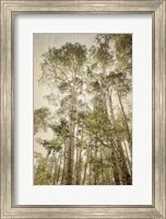 Framed Towering Aspens 2