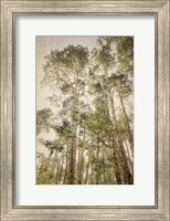 Framed Towering Aspens 2