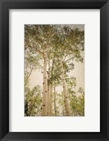 Framed Towering Aspens 1