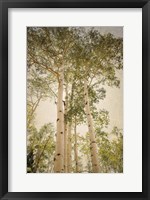 Framed Towering Aspens 1