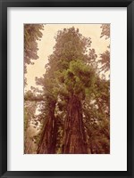 Framed Redwoods II