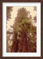 Framed Redwoods II