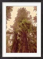 Framed Redwoods II