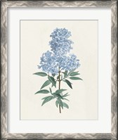 Framed Victorian Garden Flowers III Blue