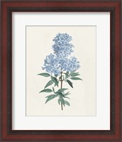 Framed Victorian Garden Flowers III Blue