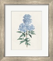 Framed Victorian Garden Flowers III Blue