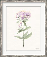 Framed Flowers of the Wild II Pastel