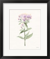 Flowers of the Wild II Pastel Framed Print