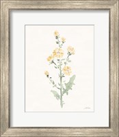 Framed Flowers of the Wild III Pastel