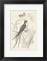 Framed French Bird Etching