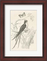 Framed French Bird Etching