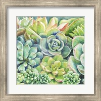 Framed Succulents