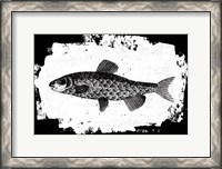 Framed Fish II